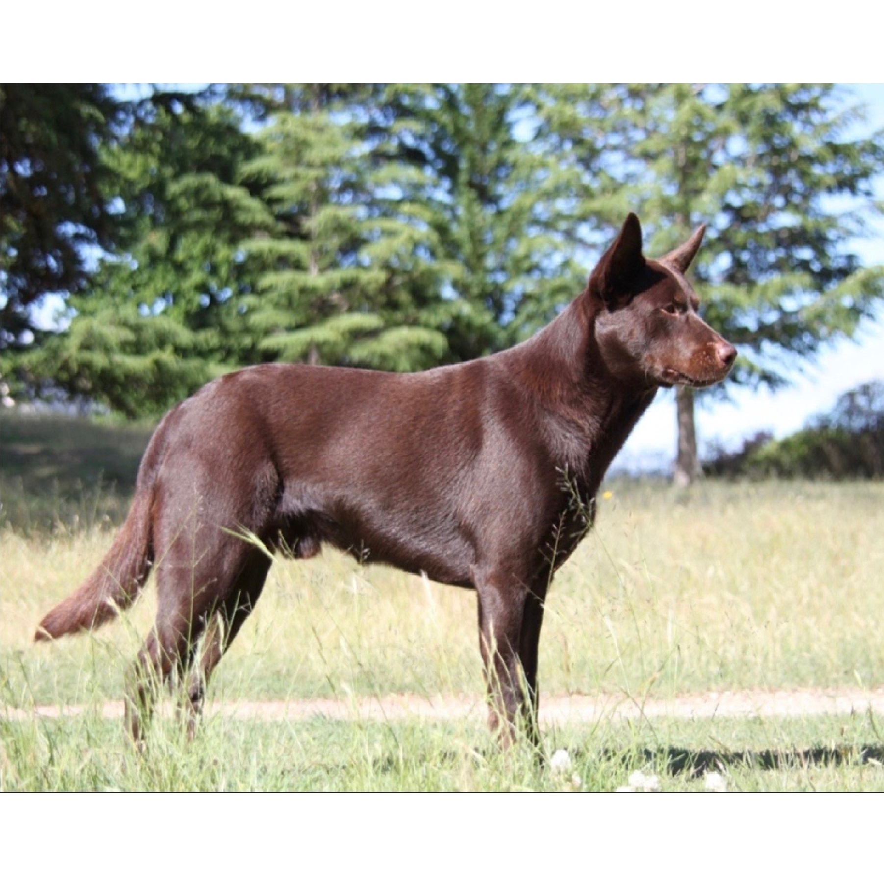 what is the australian kelpie