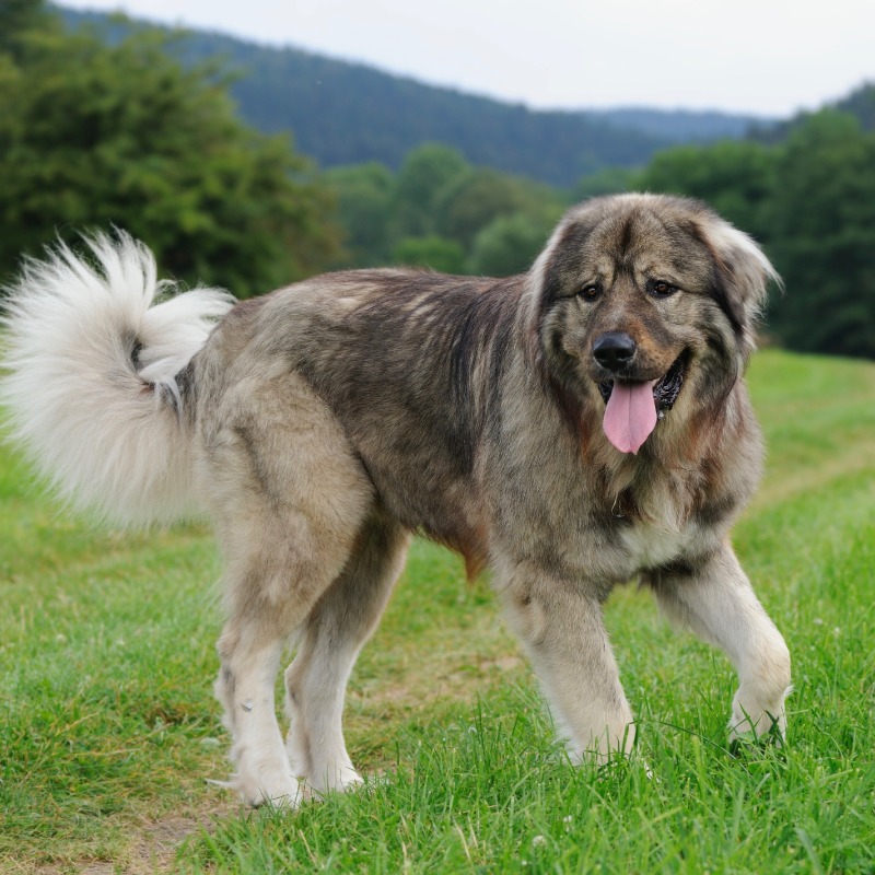 Caucasian Shepherd Dog Dogs Over 200 Pounds Discount