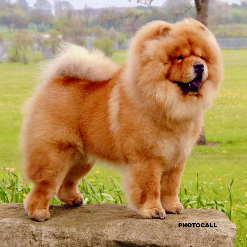 Chao Chao Dog Types Of Chow Dogs Adorable Shop Animal Purebred