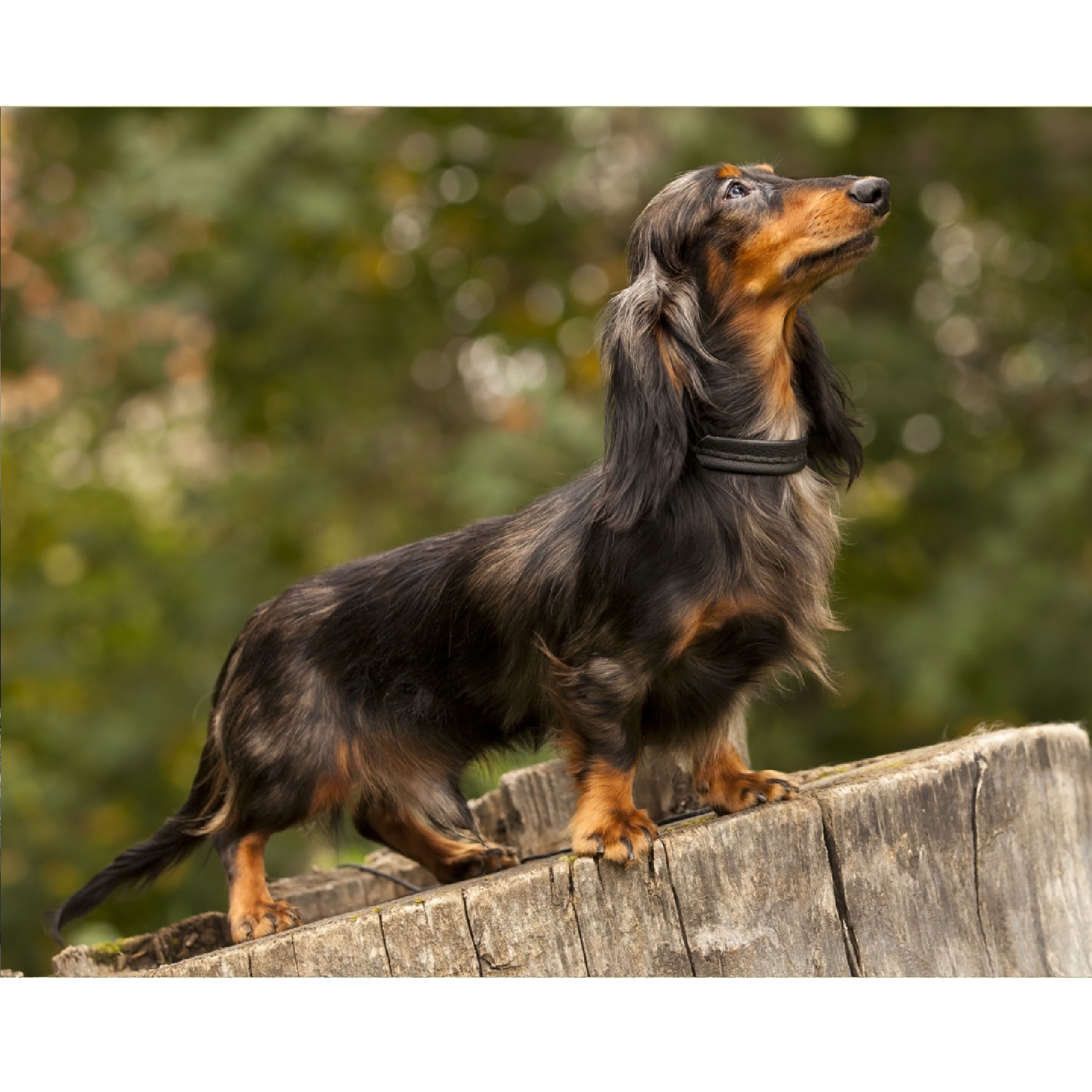Dog Breeds Rough Coated Dachshund Dog Breed Long Haired Chocolate