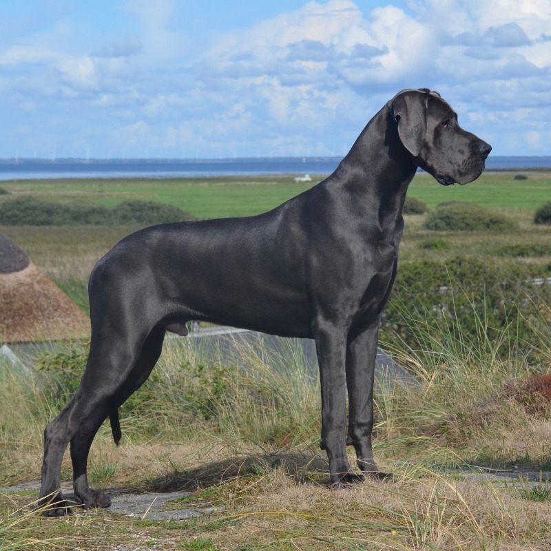 Discount great dane hound Shop