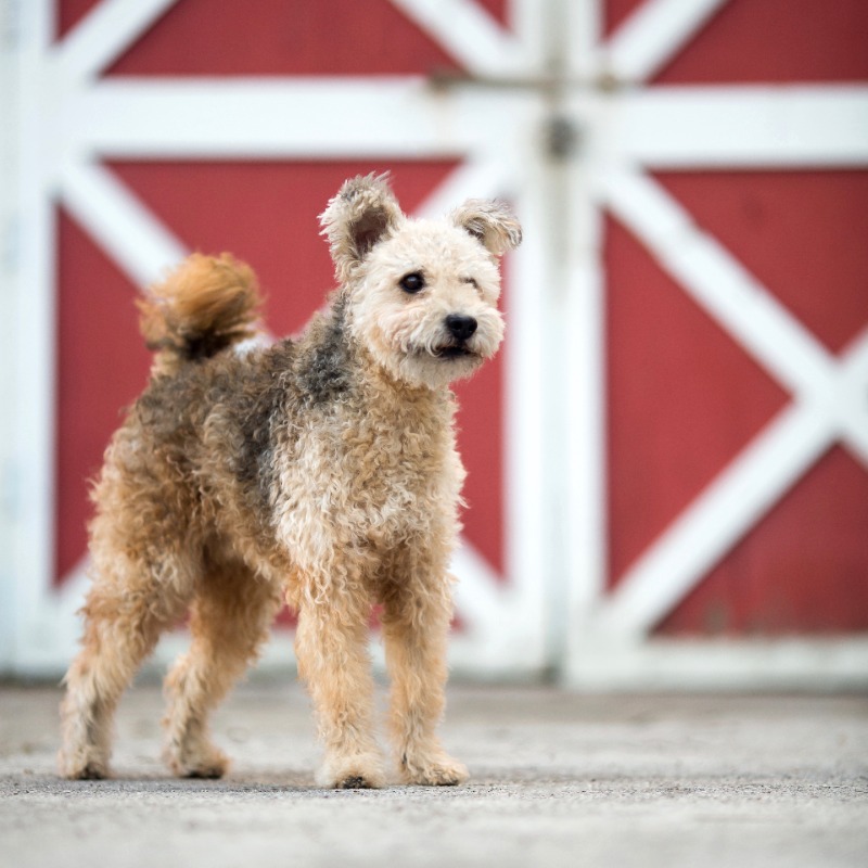 what health problems do pumi have