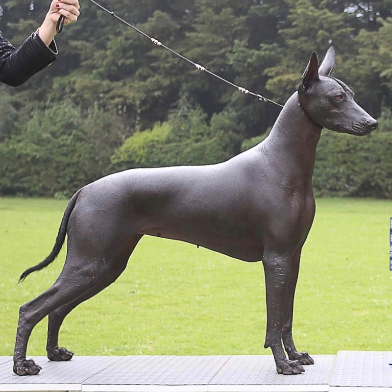 Xoloitzcuintle - (Miniature) (Intermediate) (Standard) Breeds, image size:800x800