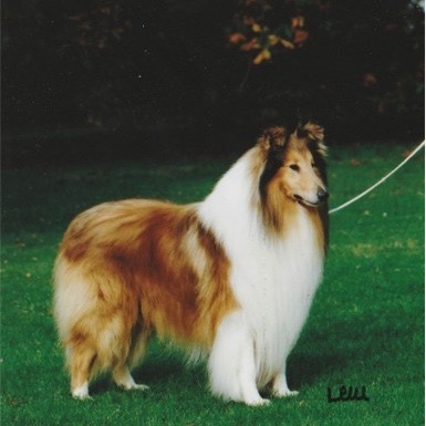 Collie (Rough) Breeds