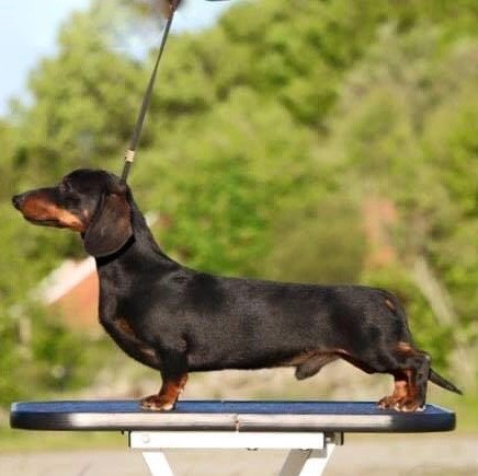 Miniature Dachshund Puppies & Dogs Available in Australia