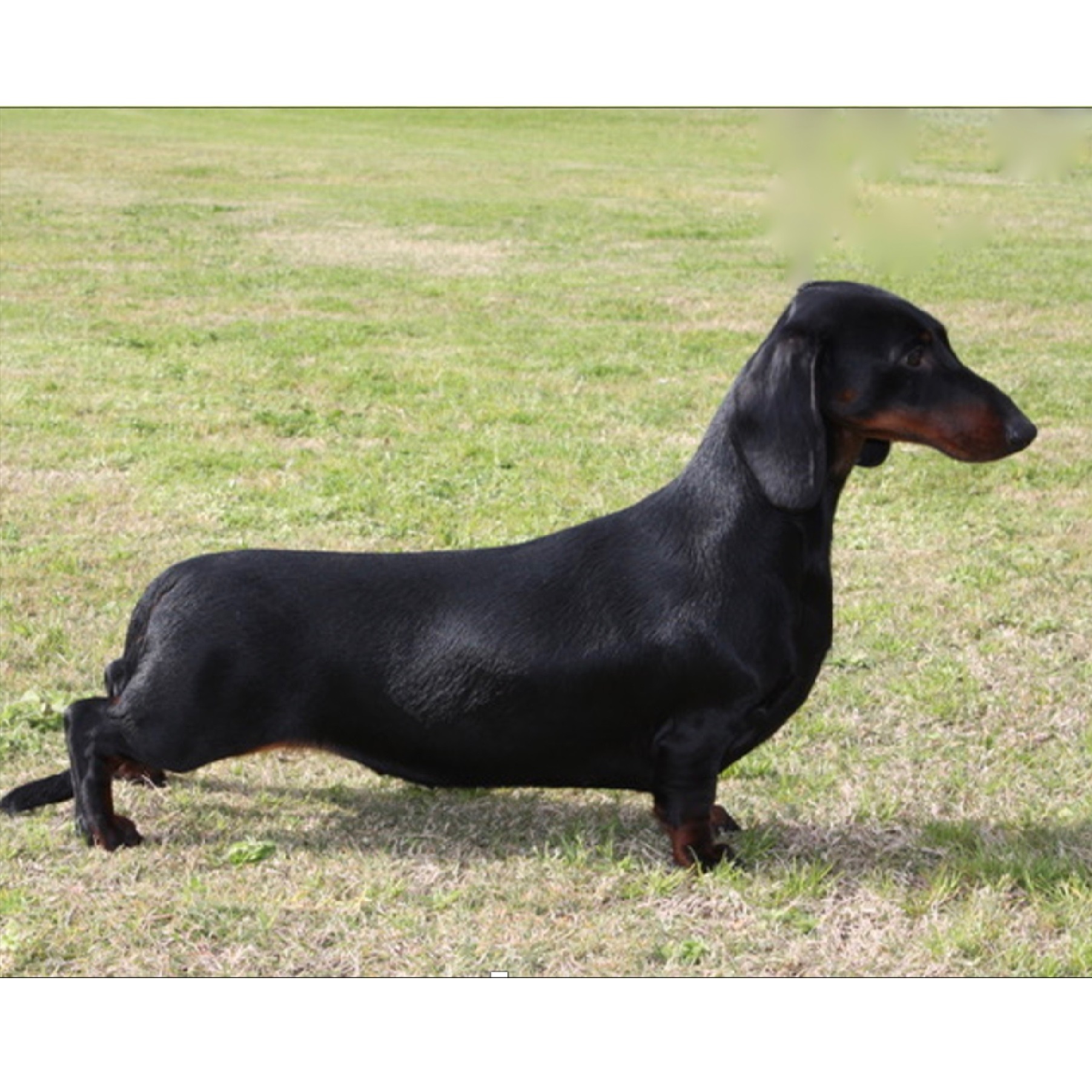 Browse all breeds