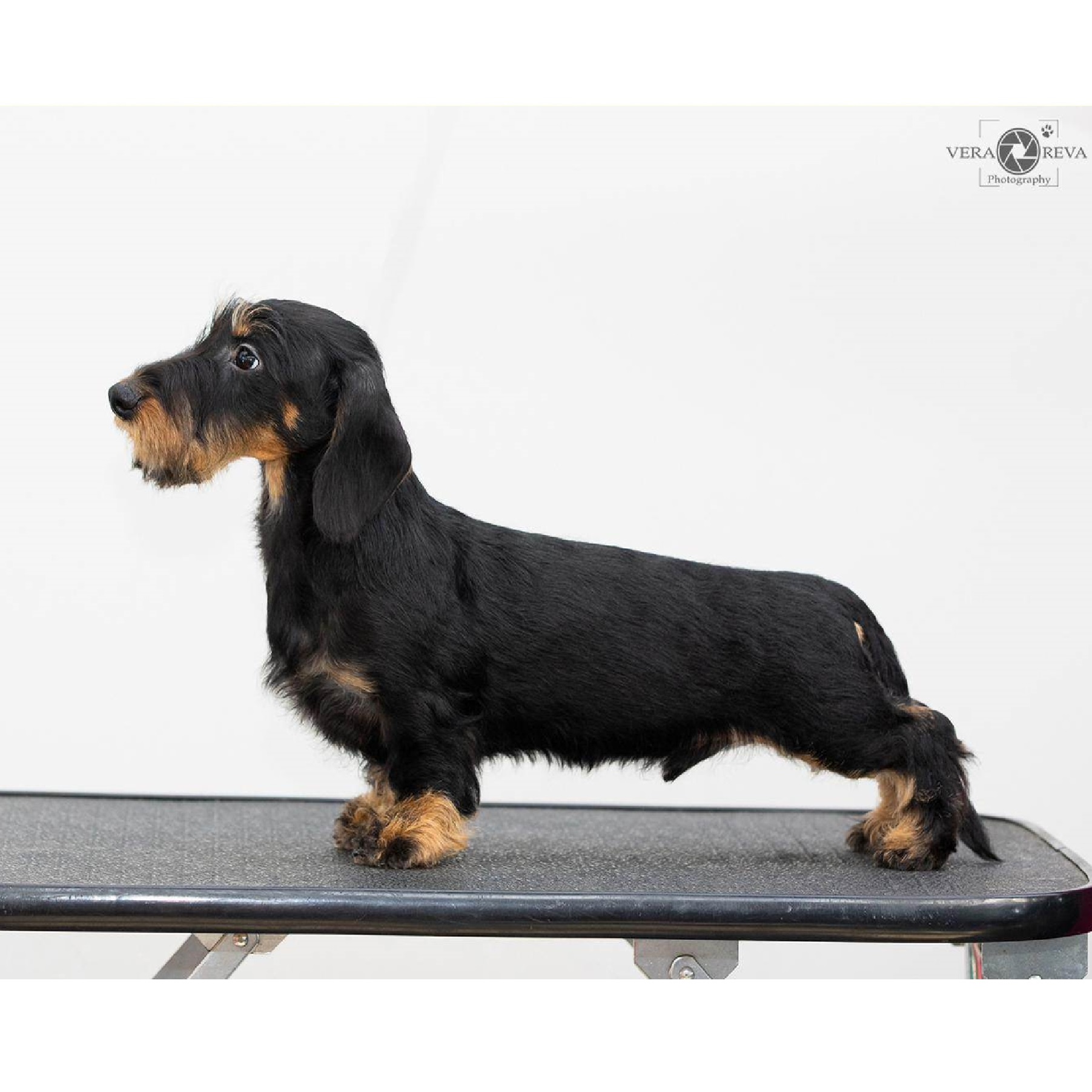 Browse all breeds