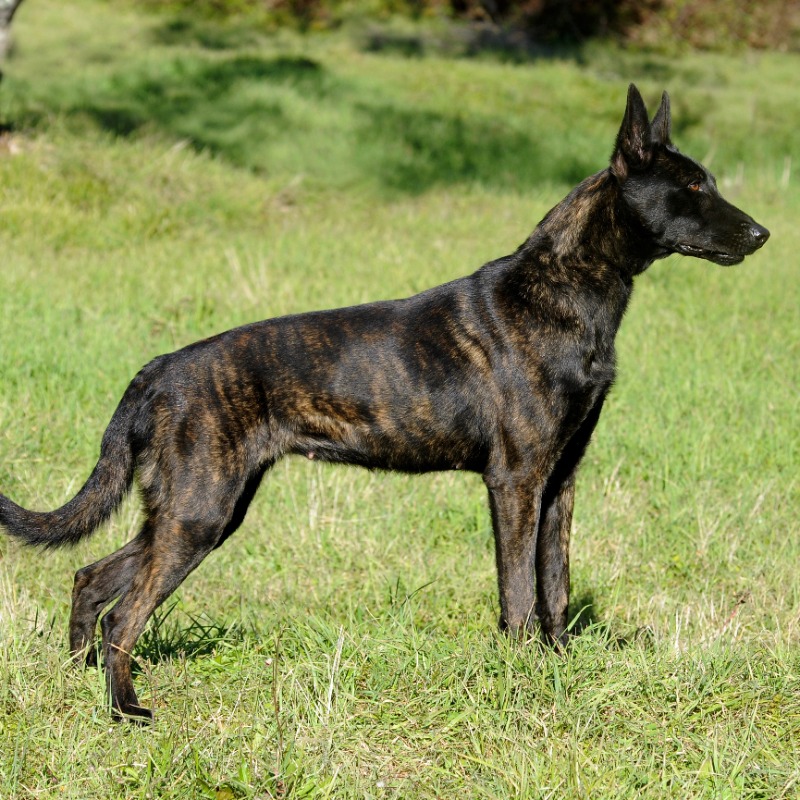 Dutch Shepherd Breeds