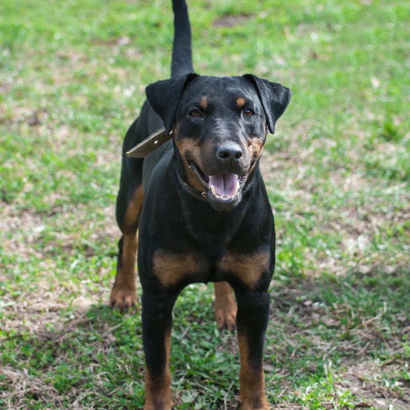 Russell Puppies Russel Welpen Jack Russell Jagd Jagdterrier