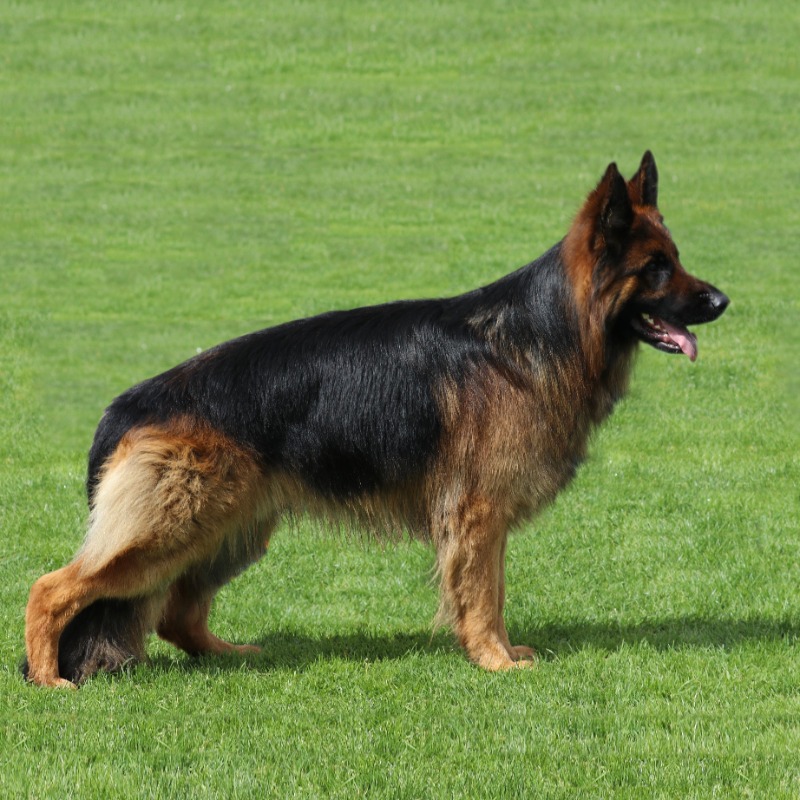 Top long haired black german shepherd Shop
