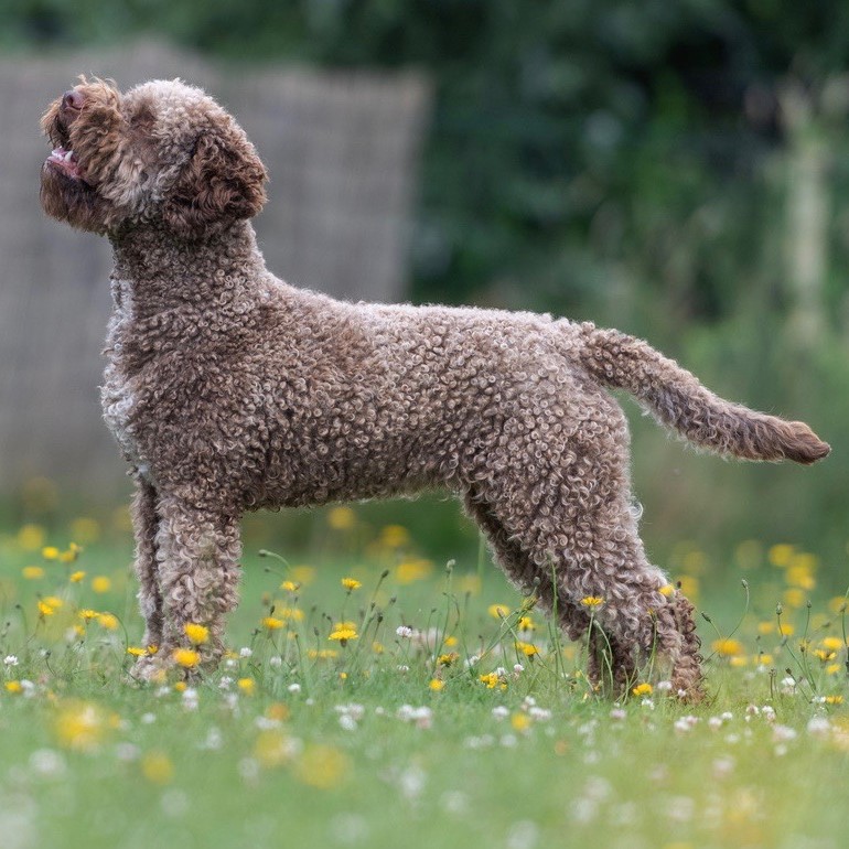 Romagnolo Dog Breed Fino Lagotto Italian Water Dog Puppy