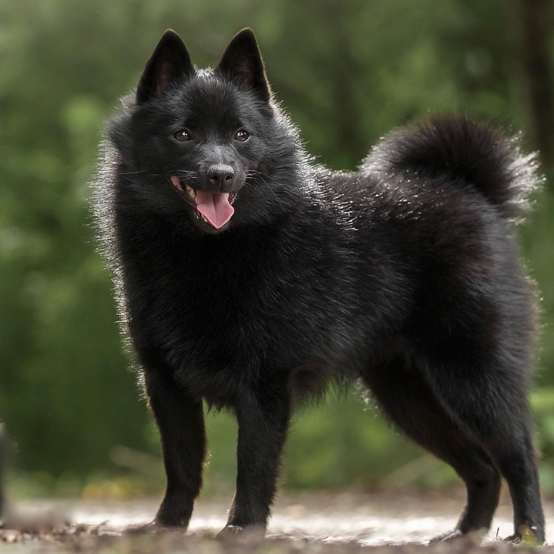 Schipperke Breeds