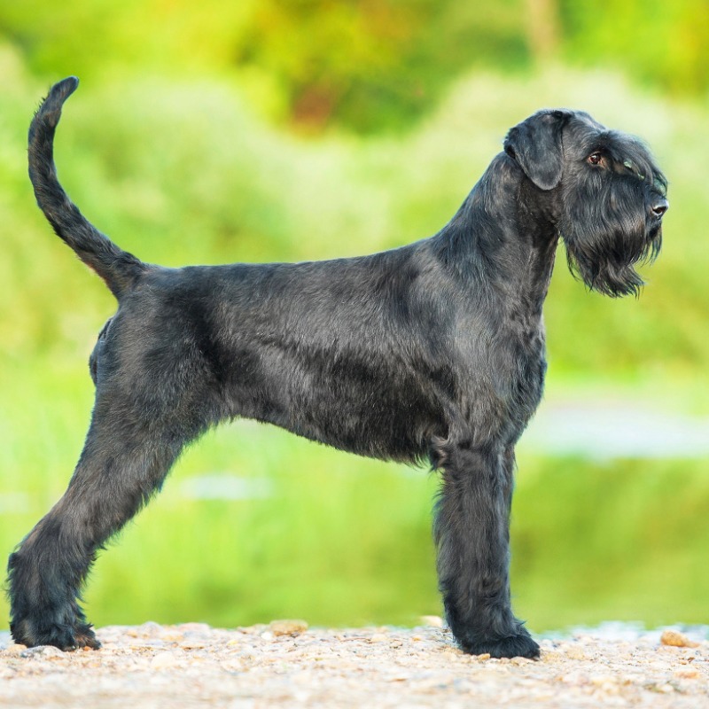Monty Ty Giant Schnauzer Giant Schnauzer National Dog Show Giant