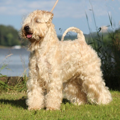 Terrier Dog Flat Coated Terrier Terrier Dog Irish Wheaten Dogs